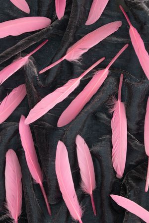 Soft feathers with shadow pastel pink on a dark fabric