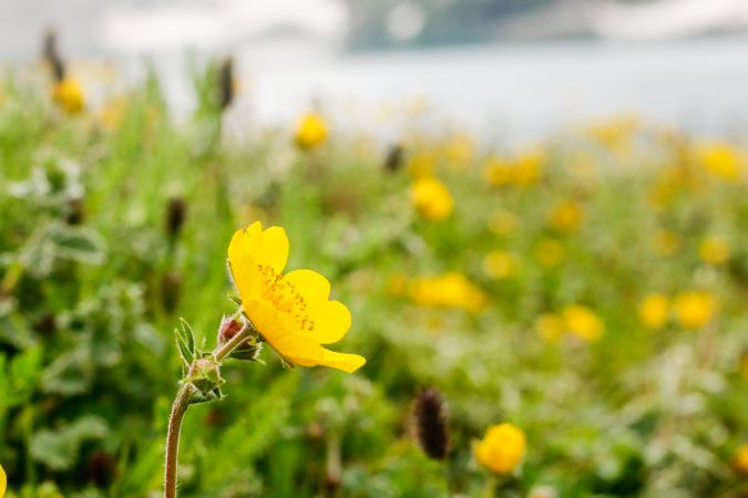 Side of yellow flower in field in Katora Lake, Pakistan