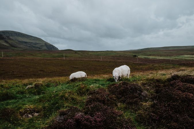 Cows grazing on autumn field on cloudy day