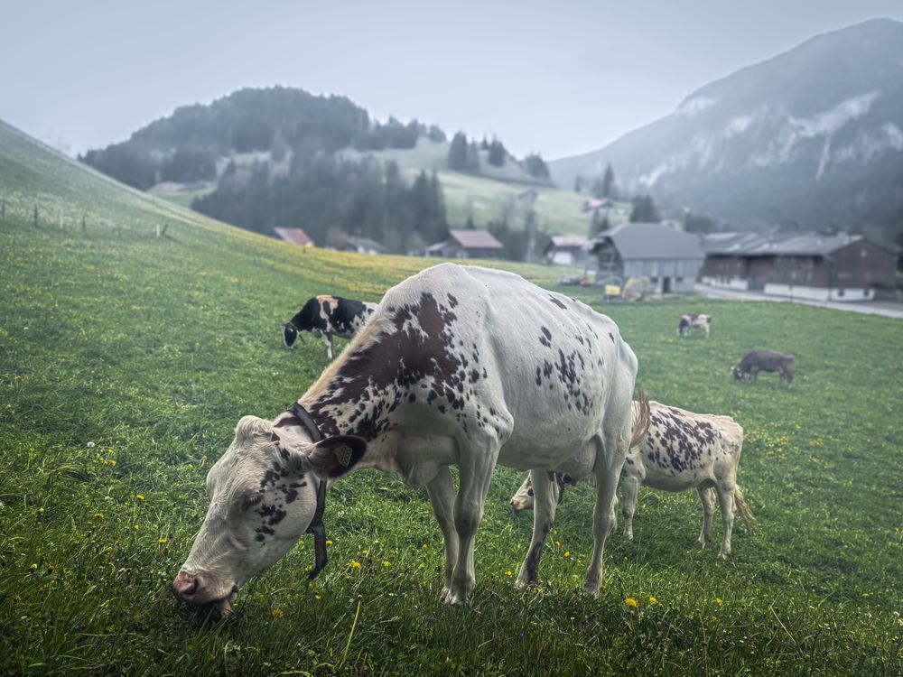 Brown speckled white cow, Rougemont, Switzerland