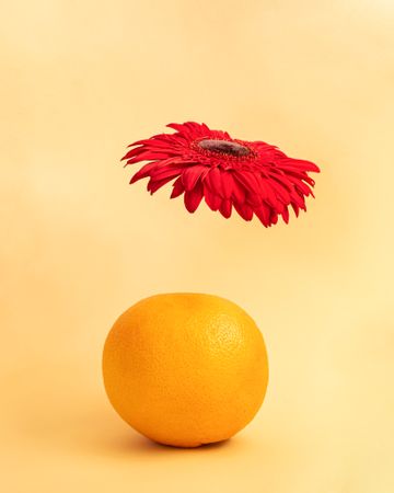 Orange with red flower suspended above it