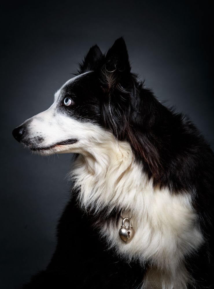Funny dog with different eyes