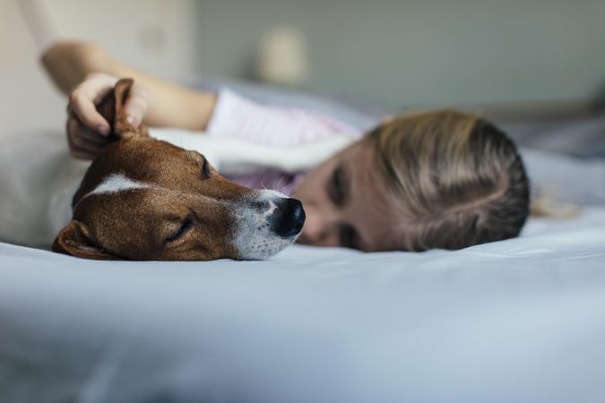 Close up side view of sleeping dog with young girl behind touching his ear