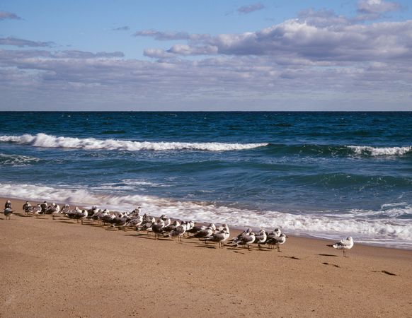 Flock of seagulls on beach sand in Florida