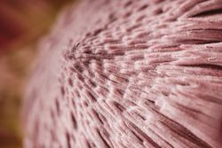 Macro of red flower with thin petals