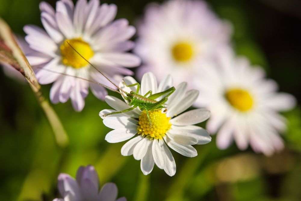 Grasshopper on white daisy in forest