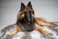 Studio portrait of German portrait on grey rug
