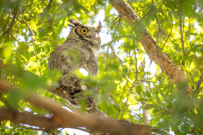 The Yellow Eyed Great Horned Owl Resting In The Tree