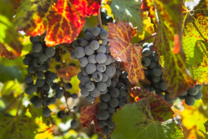 Grape harvest on plantation