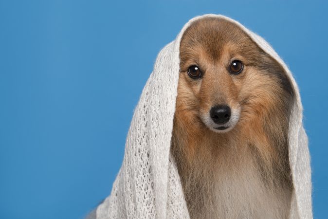 Portrait of a pretty shetland sheepdog wearing a scarf on a blue background with space for copy