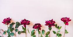 Purple peonies with green branches, flat-lay, with copy space