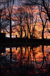 Silhouettes of trees near lake on sunset
