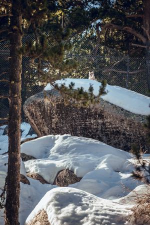 Lynx on stone with snow behind fence