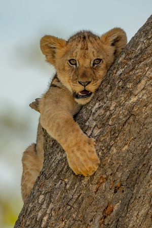 Lion cub holds on to tree trunk