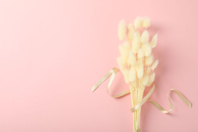 Bouquet of dried rabbit tail on pink background with copy space