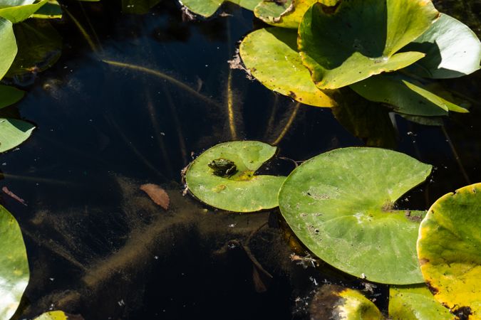 Little green frog on the lotus leave