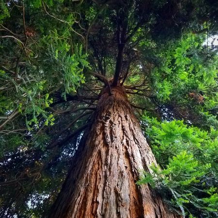 Shot looking up at green top of redwood tree