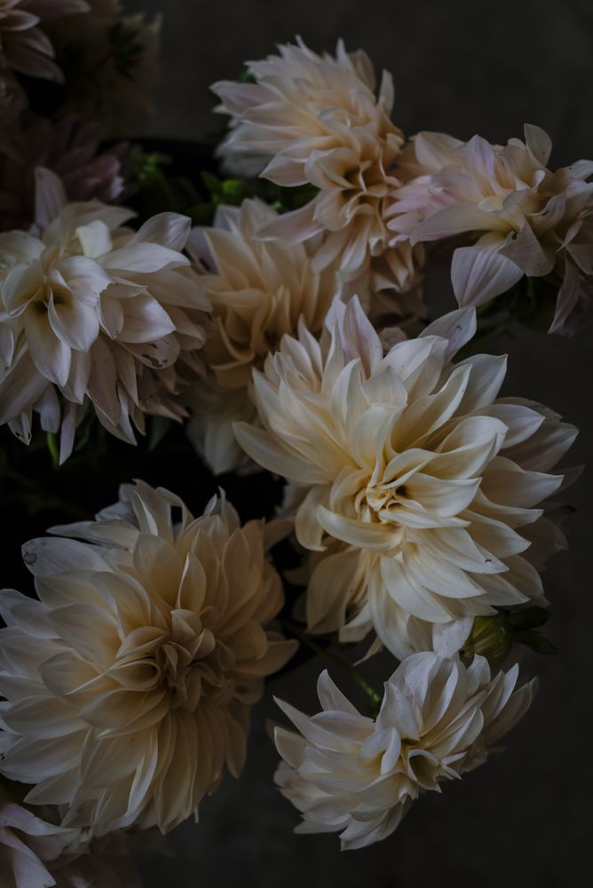 Bouquet of fresh white flowers