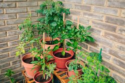 Vegetable garden on balcony corner of apartment with plants growing on ceramic pots