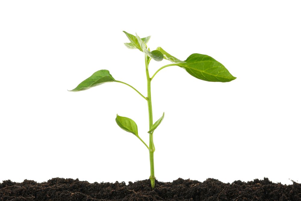 Saplings seedlings in soil isolated on studio background. Environmental protection. Agriculture