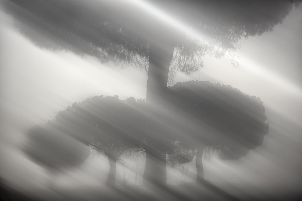 Defocused trees in sunset valley