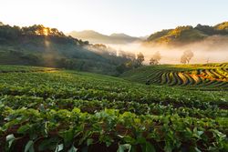 Misty morning sunrise in strawberry garden at Doi Ang khang mountain, chiangmai : thailand