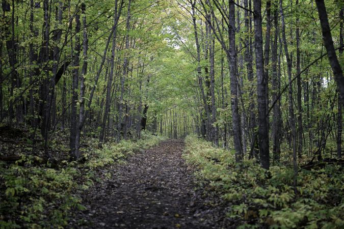 Trail to the Joyce Estate in Bovey, Minnesota 2
