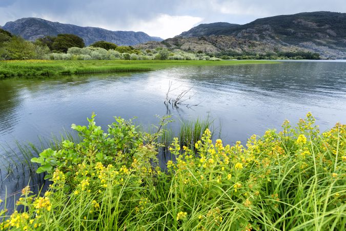 Blooming meadow on coast of lake in mountain range