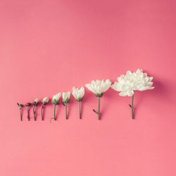 Row of flowers small to large on pink background