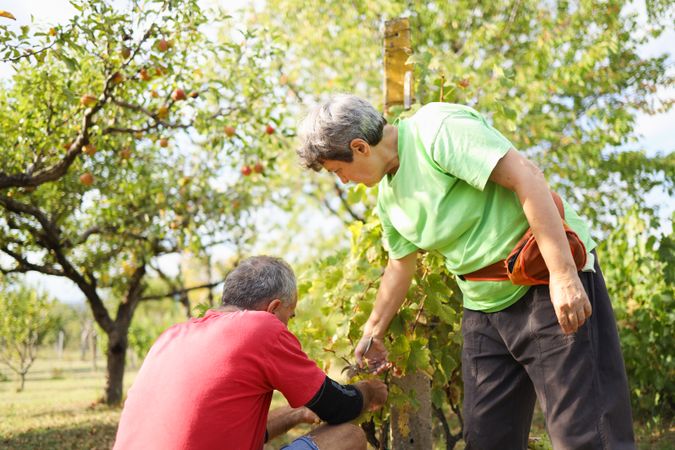 White mature Couple Sorting Grapes in a Village Vineyard During Summer.