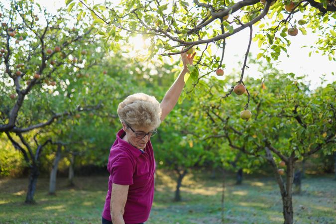 Mature woman in a pink shirt and jeans, wearing glasses, reaching up to pick apples from the branches of trees in an orchard on a sunny day.