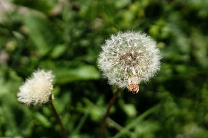 Dandelion seeds ready for dispersal.