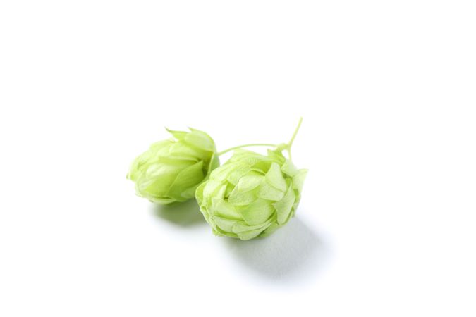 Green fresh hop cones isolated on plain background, close up