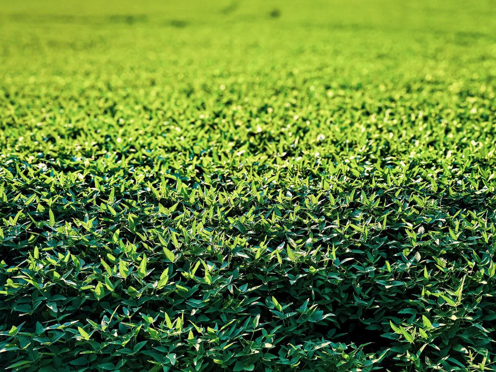 A sea of green soja