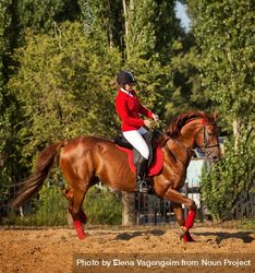 Pedigree horse with equestrian in red uniform 4Zzz34