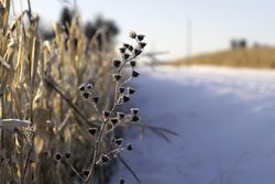 Close up of ice on dry wintry vegetation