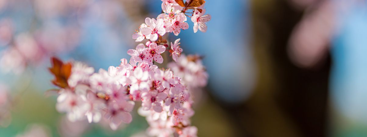 Close up of cherry blossom branch, wide