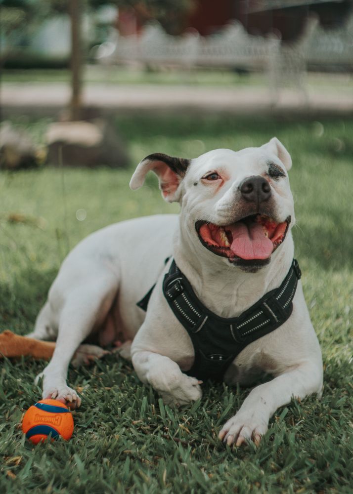 Adorable dog playing with ball in street
