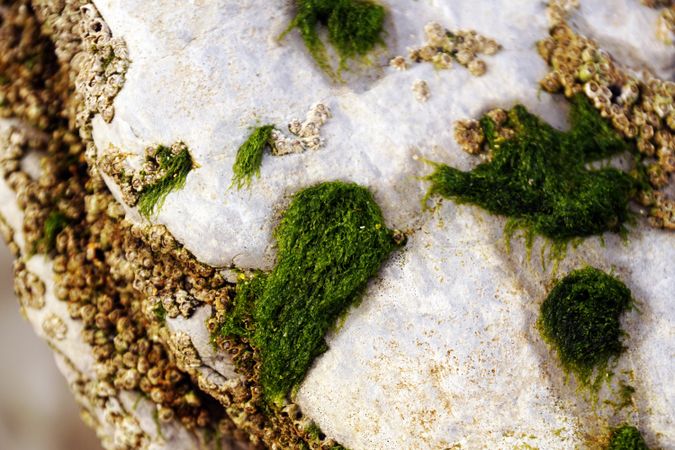 Closeup of green fluffy moss on stone