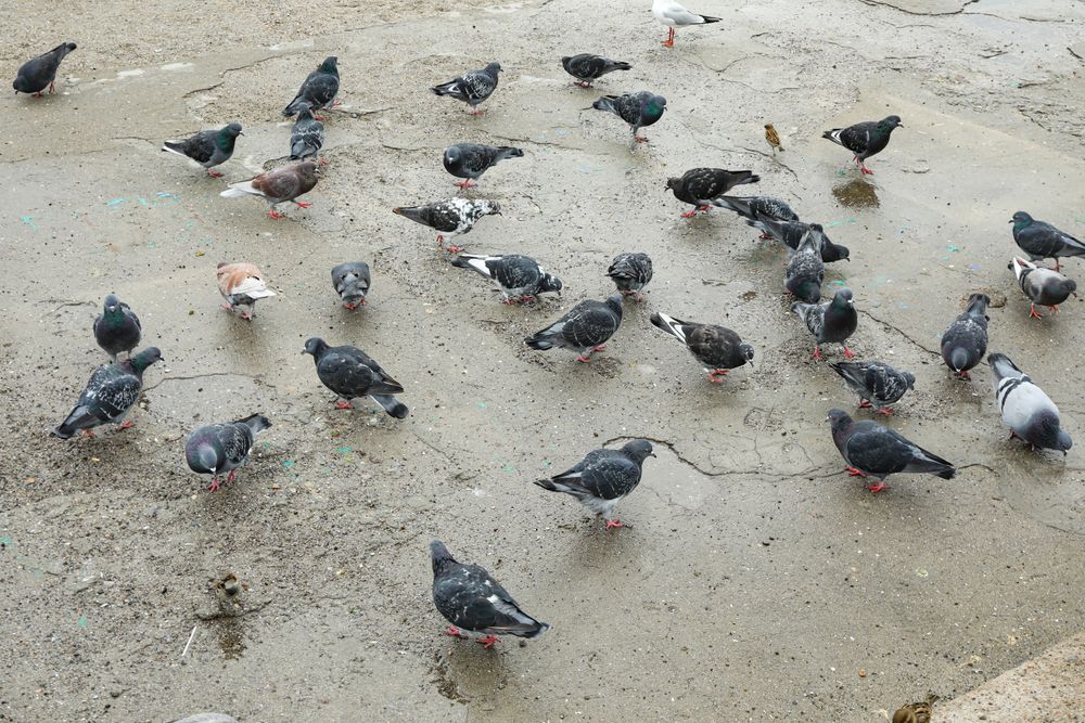 Many pigeons near the sea, on the shore