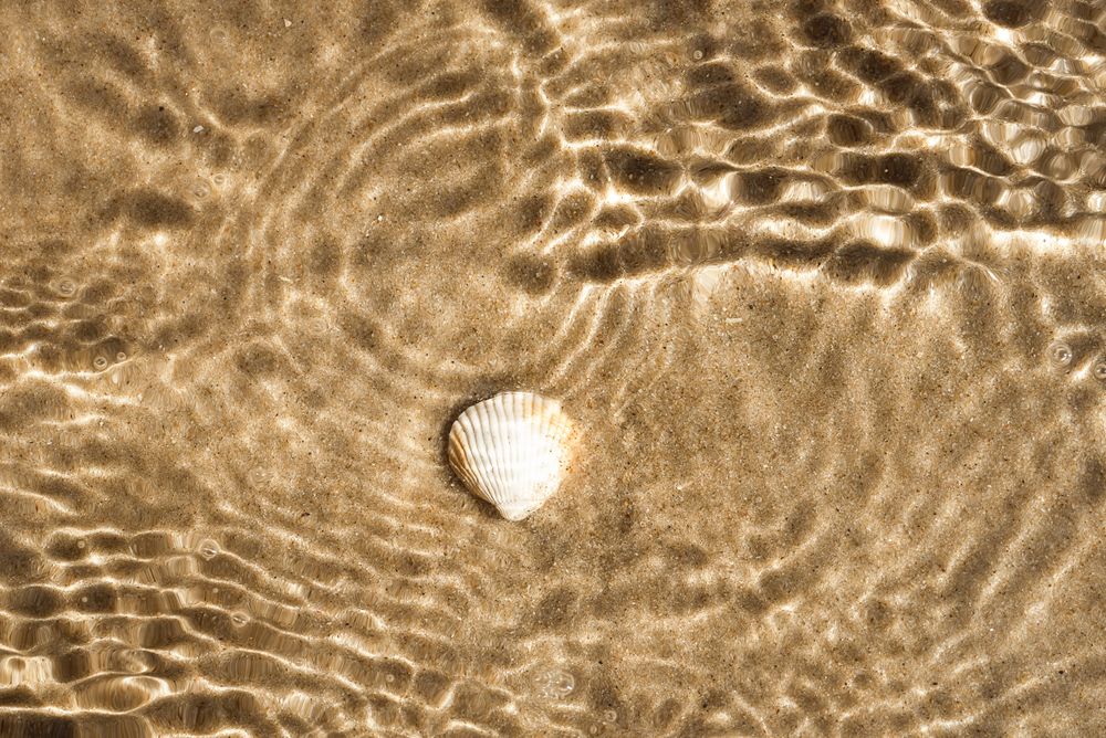 Closeup of Seashell and light reflection pattern