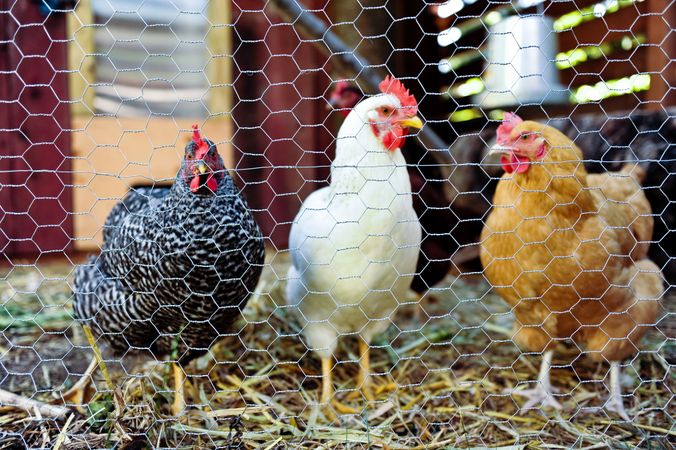 Livestock chickens standing in hay in chicken coop