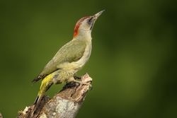 Wonderful green bird on wooden twig