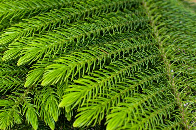 green aesthetic leaf background with texture