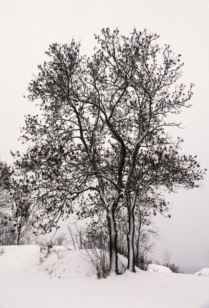 Leafless trees in winter countryside