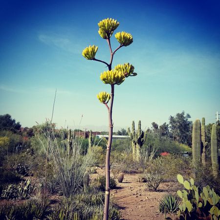Yucca blossom on stalk