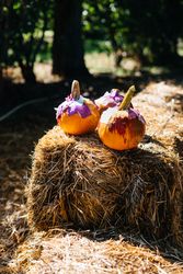 Small pumpkins in dry hay in yard