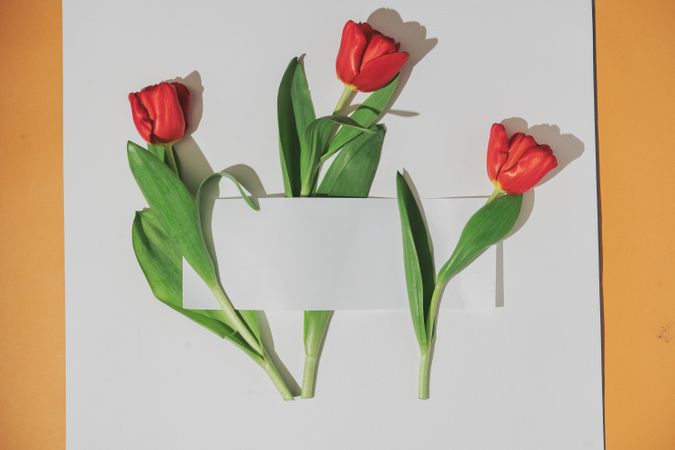 Tulips wrapped in light  paper card note