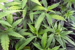 Marijuana plants