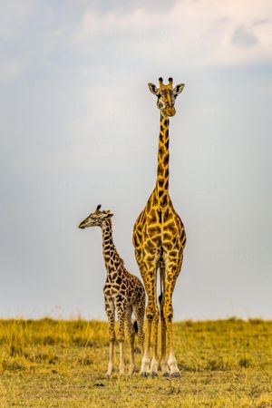 Vertical image of Masai Giraffe cow and calf, Maasai Mara, Kenya